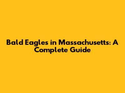 Bald Eagles in Massachusetts: A Complete Guide
